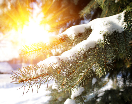 snowy winter sunset in the city, Europe, Belarusの写真素材