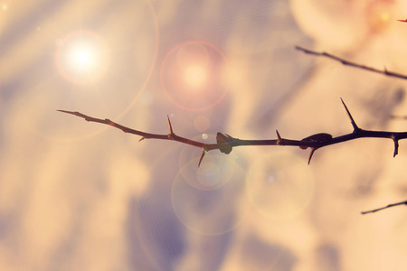  Winter photos, instagram effect of soft lightの写真素材