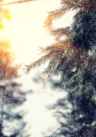 instagram effect of soft lightの写真素材