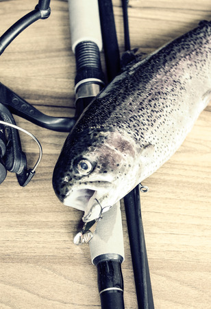 Rainbow trout on a wooden background,Soft lighting effect.の写真素材