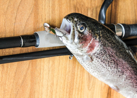 Rainbow trout on a wooden background,Soft lighting effect.の写真素材