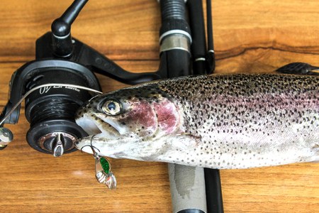 Fresh rainbow trout closeupの写真素材