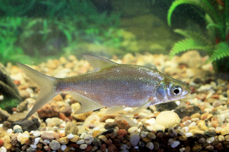 Carp, roach, gudgeon in the aquarium fresh water. The image can be used as educational materialの写真素材