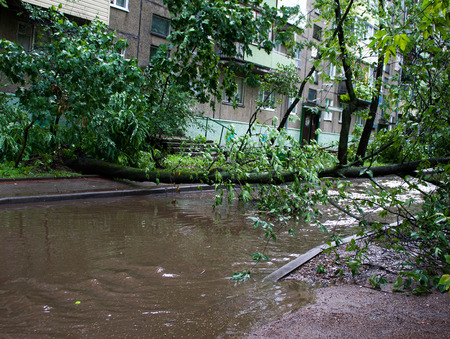 Tornado in the city of Minsk, Republic of Belarus 13.07.2016, consequences of natural disaster of destruction of inhabited constructions more than 100 trees are also tumbled downの写真素材