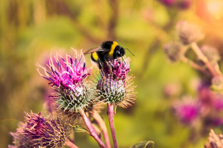 Light ,Summer, Blossoming Natural Flower.Bumblebee on a thistle flower, the species of bumblebees pollinating a thistle inflorescenceの写真素材