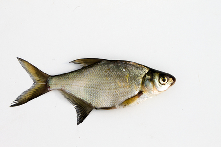 freshwater fish bream is widespread, frequent mining fishermen isolatedの写真素材