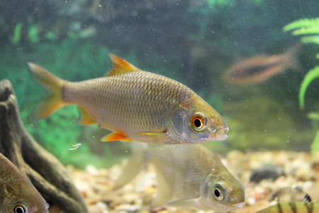 Carp, roach, gudgeon in the aquarium fresh water. The image can be used as educational materialの写真素材