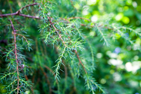juniper summer a medicinal plant, used in medicineの写真素材