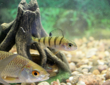 Carp, roach, gudgeon in the aquarium fresh water. The image can be used as educational materialの写真素材