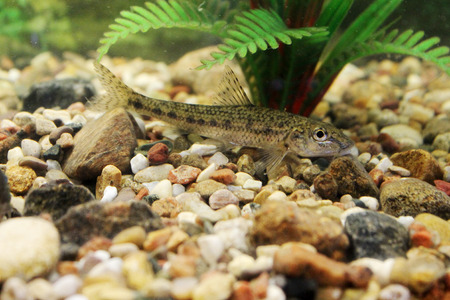 Carp, roach, gudgeon in the aquarium fresh water. The image can be used as educational materialの写真素材