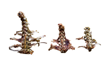 bone chicken isolated on white background, used for design.の写真素材