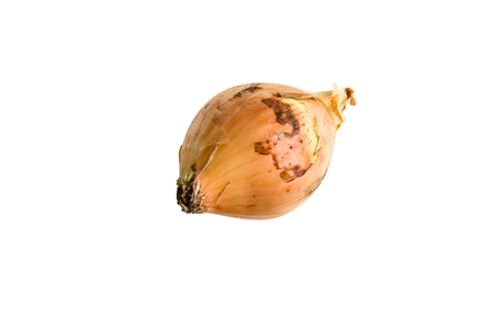 onions, it is used for many dishes, isolatedの写真素材