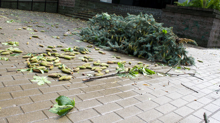 Tornado in the city of Minsk, Republic of Belarus, consequences of natural disaster of destruction of inhabited constructions more than 100 trees are also tumbled downの写真素材