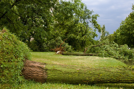Tornado in the city of Minsk, Republic of Belarus, consequences of natural disaster of destruction of inhabited constructions more than 100 trees are also tumbled downの写真素材