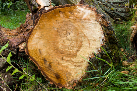 a fallen tree after Hurricane truncated chainsawの写真素材
