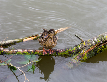the duck costs on a branch,Bright duck, beautifulの写真素材