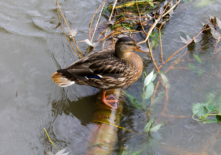 the duck costs on a branch,Bright duck, beautifulの写真素材