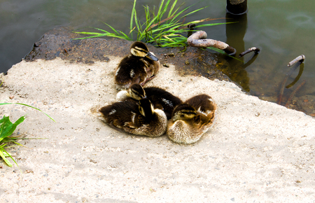 little ducklings summer basking on the banks of the riverの写真素材