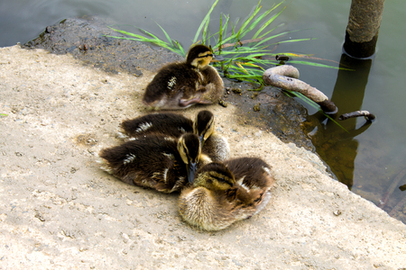 little ducklings summer basking on the banks of the riverの写真素材