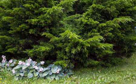 Thuja coniferous shrub, planted as an ornamental plant in the citiesの写真素材