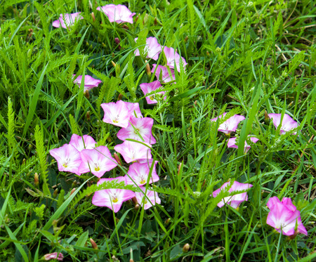 pink flowers at the road,lovely pink flowersの写真素材