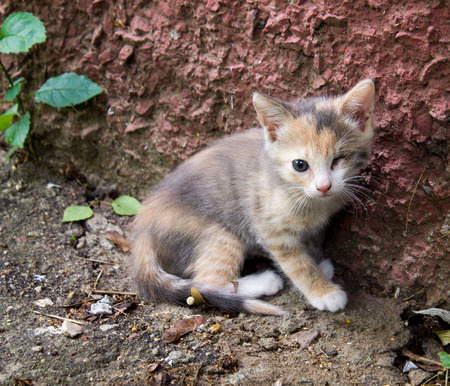 homeless kitten, without an eye,looks for the house, a lovely kittenの写真素材