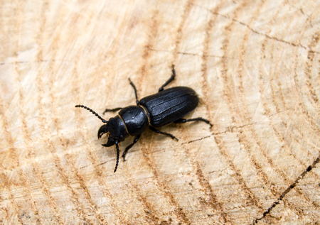beetle barbel,on wood, it can be used for design, a collageの写真素材