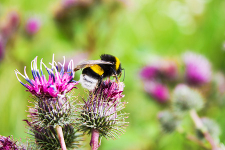 bumblebee on a thistle flower, the species of bumblebees pollinating a thistle inflorescenceの写真素材