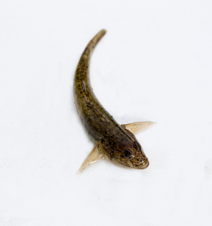 freshwater fish bull-calf is widespread, frequent mining fishermen isolatedの写真素材
