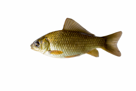 The gold crucian is isolated on a white backgroundの写真素材