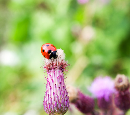 ladybug on a thistle flower in summer,background.の写真素材