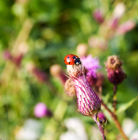 ladybug on a thistle flower in summer,background.の写真素材