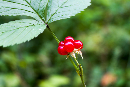 stone berry, ripe berries in the summer are in high demandの写真素材