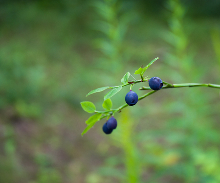 bilberry,ripe berries in the summer are in high demandの写真素材