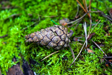 the pine cone in the wood on a green mossの写真素材