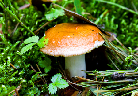 mature mushroom in the wood on a green grassの写真素材