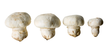 champignon mushrooms isolated on a white background, used in cooking for cookingの写真素材