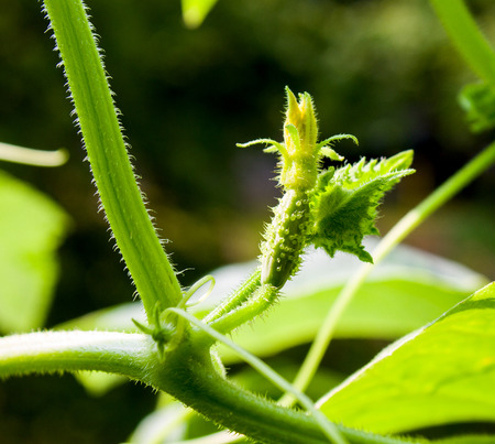 cucumber sprouts closeup, farm vegetarian food. Backgroundの写真素材