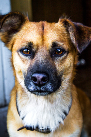 the street dog who is thrown out by ownersの写真素材