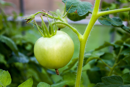 green tomatoes close up, farm growing tomatoes.の写真素材