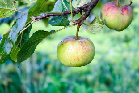 ripe green apple hanging on a tree, close upの写真素材