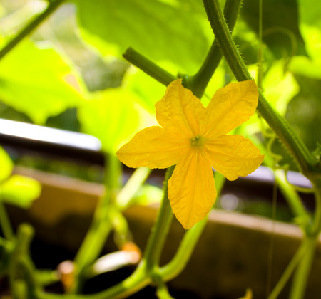 cucumber sprouts closeup, farm vegetarian food. Backgroundの写真素材