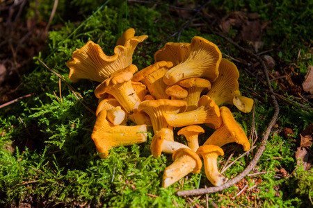 Chanterelle mushrooms in dark. Bright, red beautiful mushroomsの写真素材
