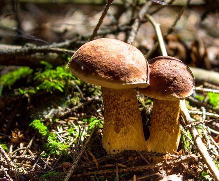 Mushroom. Mushroom porcini on moss in forest. Mushroom boletus edulis in forest. Mushroom boletus - healthy and delicates food.It grows in the dark forest.の写真素材