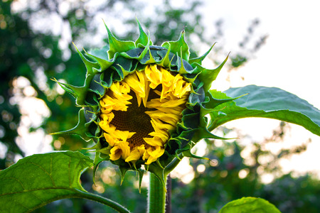 Sunflower close up. Bright yellow sunflowers. Sunflower backgroundの写真素材