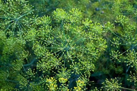 green dill, herbs used as seasoning for food. backgroundの写真素材
