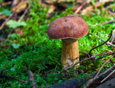 Mushroom. Mushroom porcini on moss in forest. Mushroom boletus edulis in forest. Mushroom boletus - healthy and delicates food.It grows in the dark forest.の写真素材