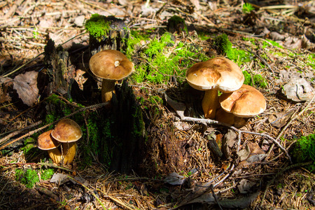 Mushroom. Mushroom porcini on moss in forest. Mushroom boletus edulis in forest. Mushroom boletus - healthy and delicates food.It grows in the dark forest.の写真素材