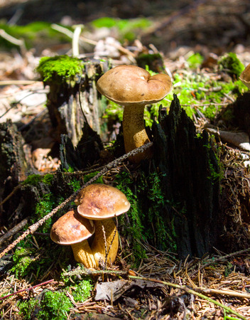 Mushroom. Mushroom porcini on moss in forest. Mushroom boletus edulis in forest. Mushroom boletus - healthy and delicates food.It grows in the dark forest.の写真素材