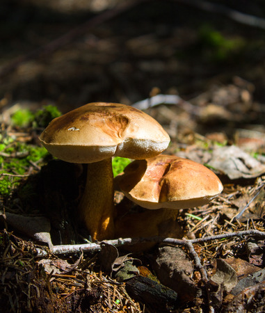 Mushroom. Mushroom porcini on moss in forest. Mushroom boletus edulis in forest. Mushroom boletus - healthy and delicates food.It grows in the dark forest.の写真素材